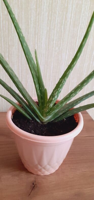 Çöl bitkiləri: Xaricden getirilib, mualicevidir Aloe vera – dekorativ və faydalı — 2