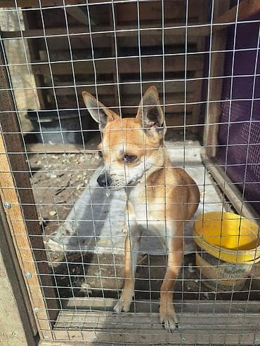 kavkaz coban iti: 2 ay, Erkek, Peyvəndli, Ünvandan götürmə — 4