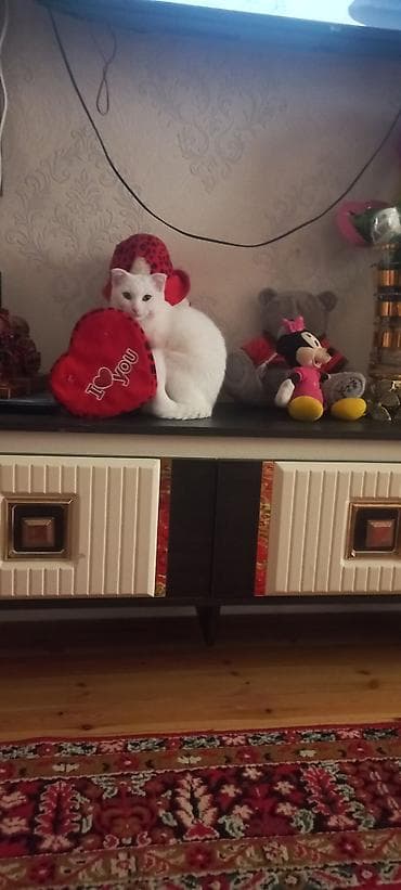 pişik şotland: Şotland — 1