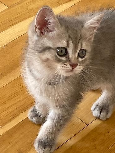 hamster satisi: Qızıl şinşilla, Erkək, Ünvandan götürmə — 6