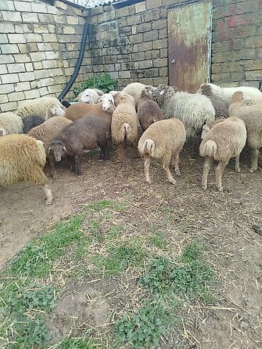 ovcu dukkanı: Qoyun və quzu sürüsü - Növlər: müxtəlif rəng və tiplərdə yerli — 2