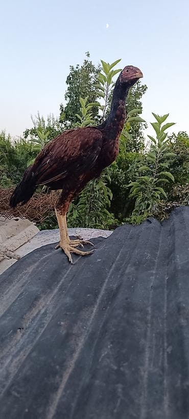 rengli quslar: 4 aylıq becedi martin 21 i cixib cinsi qani temiz tam saglam bece bos — 3