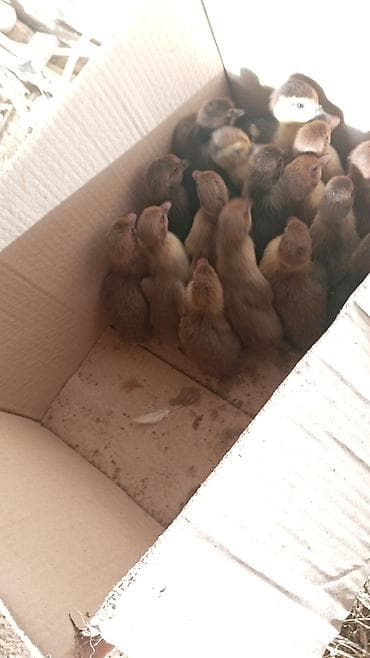 Muscovy ördək balaları (indi balalıq yaşında) - Şəkildə göründüyü