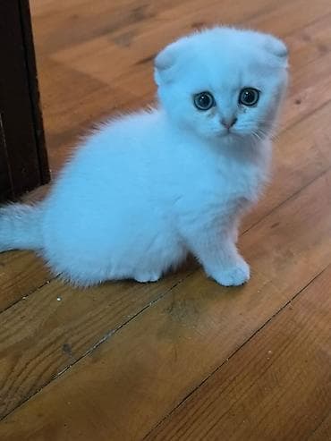 pişim: Şotland — 6