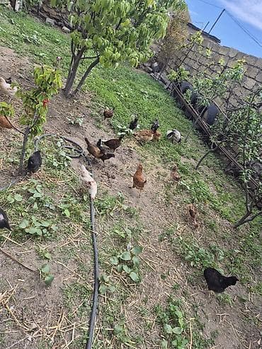 cücə satışı 2023: Qarışıq cinsli toyuqlar sürüsü yumurtalayan toyuqlar 15manat cücələr — 4