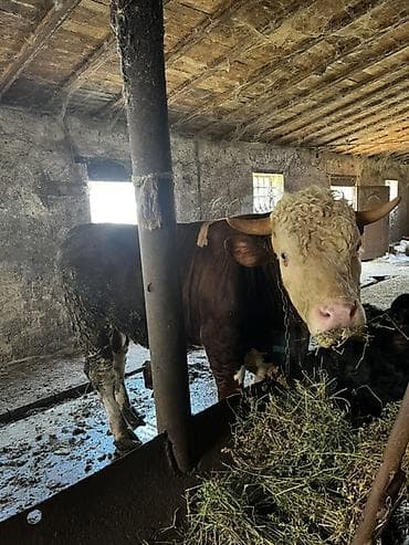 Satlıq iri buynuzlu heyvanlar2si temiz smentaldı 2si ivanovka super — 1