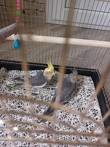 Məhsul: Nimfa (cockatiel) cütü və qəfəs Təsvir:qəfəs ilə birlikdə - — 1