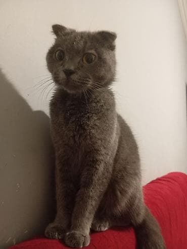 Şotland yastı qulaq, Dişi, Yaxşı əllərə, Ödənişli çatdırılma