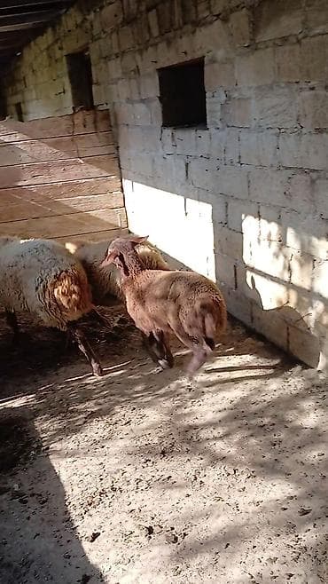 balaca it adlari: Ana nala 1.ci qarin bala disi. qirmizi qoyun 2 ci qarina bogaz. qumral — 2