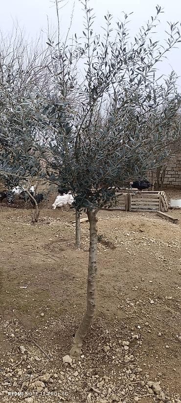 lipa agaci: Zeytun ağacları - Seçim: müxtəlif ölçü və yaşlarda zeytun ağacları - — 8