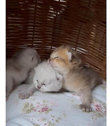 пекинес цена в баку: Elit valideynlərdən ŞOU-KLASS balalar! 💎bu qiymətə saf qan pişiklər — 4