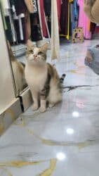 pişik qəfəsi: Dişi, Yaxşı əllərə — 1