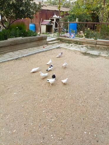 göyercin yuvasi: Ağ rəngli ev göyərçinləri - Rəng: əsasən tam ağ, bəzilərində qara ağ — 7