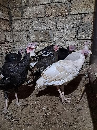 kanada sortu hinduşka: Erkək, Damazlıq — 2