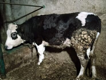 Dana, buzov: Dana, buzov, Dişi, ay: 1, Damazlıq — 2