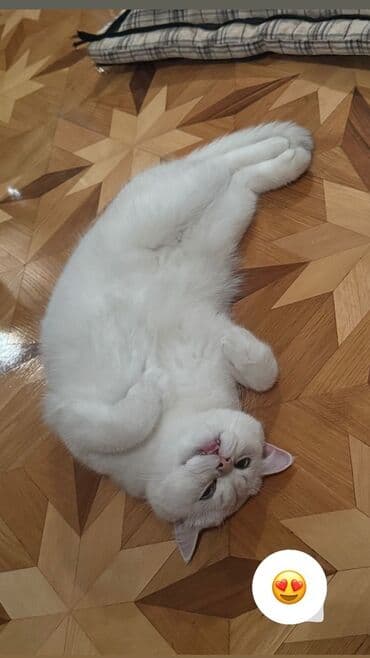 Кошки: Британская, Самец, В добрые руки, Самовывоз — 7