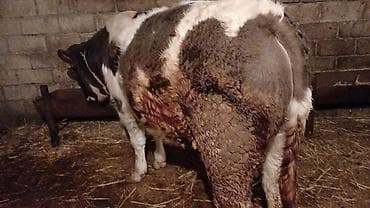 inək sortları: Məhsul: Qaramal (öküz/inqilis növünə bənzər, qarışıqtük rəngli) — 9