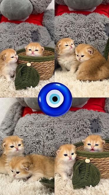 Qızıl şinşilla, Dişi