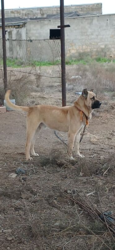 İtlər: Kanqal, 1 il, Erkek, Peyvəndli, Ödənişli çatdırılma — 1
