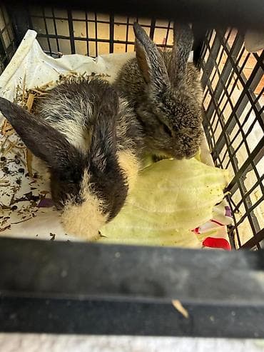 ev dovşanları: Ev dovşanları – 2 balaca - Növ: Ev dovşanı (iki fərqli rəngdə — 2