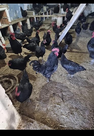 Toyuq, Australorp, Damazlıq