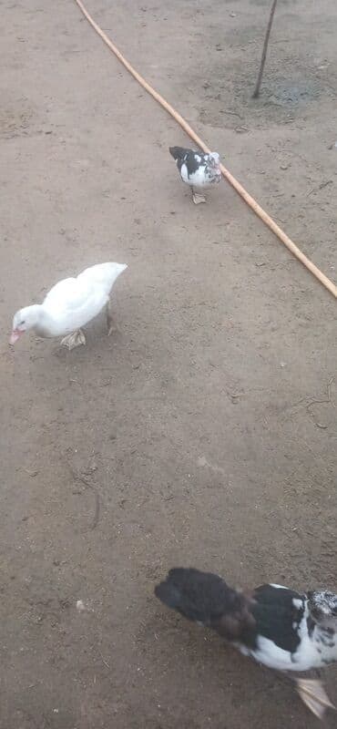 arı şəkilləri: Aşağı yeri var Muscovy ördəkləri (indo-ördəklər) – müxtəlif rənglərdə — 4