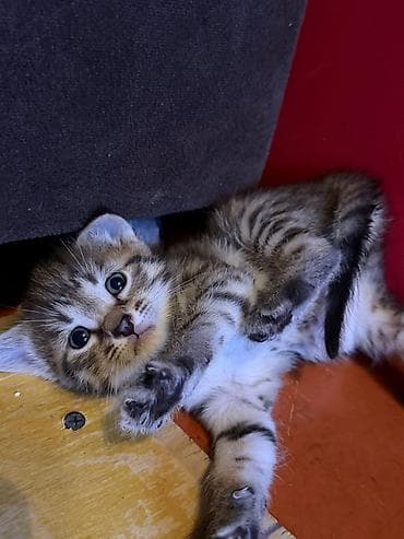 barter heyvanlar: Tabbi — 5