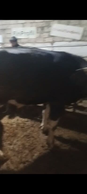 Inəklər, öküzlər: Dişi, Holsteyn, il: 2, 500 kq, Ətlik — 2