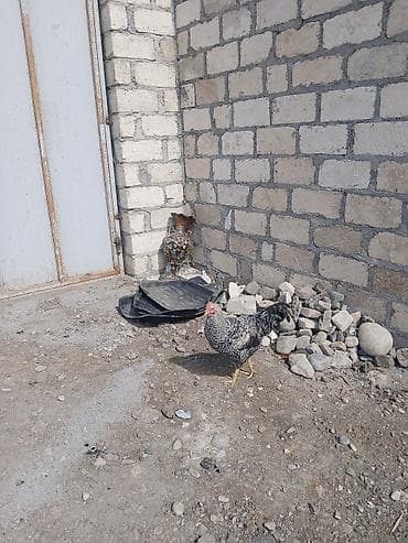 it bazari 2018: Toyuq, Damazlıq — 1