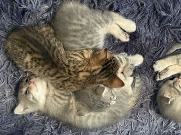 Gəmiricilər: Yaxşı əllərə — 5