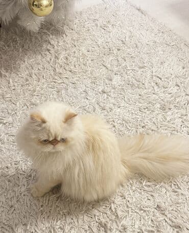 Pişiklər: Fars, Cütləşmə üçün — 6