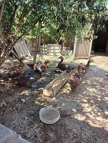 cex quslar: Muscovy (hinduşka ördəyi) ördəkləri satılır. - Rəng: əsasən qəhvəyi — 1