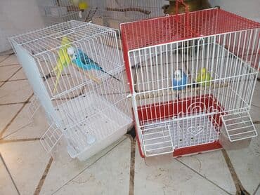 Cüt quşlar satılır qəfəslərlə bir yerdə ucuz qiymətə valnistiy