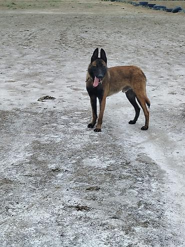 Belçika çoban iti, 11 ay, Erkek, Cütləşmə üçün lalafo.az -da Belçika çoban iti, 11 ay, Erkek, Cütləşmə üçün