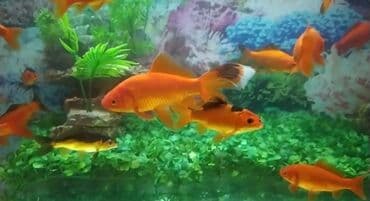 baliq tutmaq ucun yem: Qızıl balıq, Sülhsevər, Pulsuz çatdırılma — 2