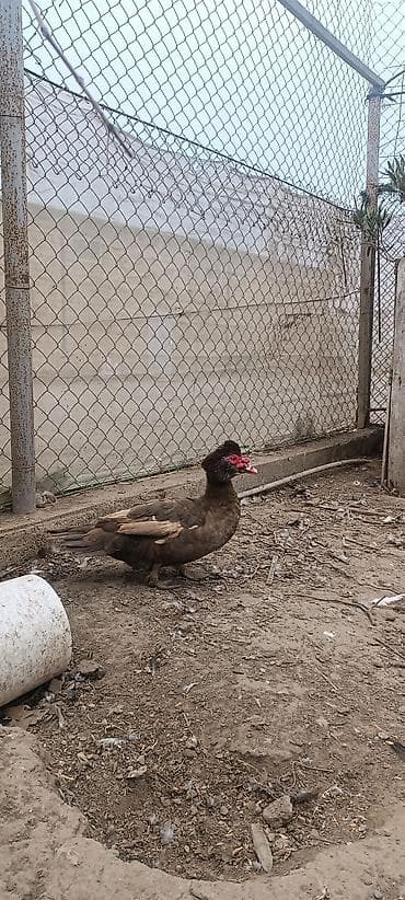 Akvariumlar: Satılır: Muskovi ördəklər (indo-ördəklər) - Rənglər: şokolad-qəhvəyi — 4