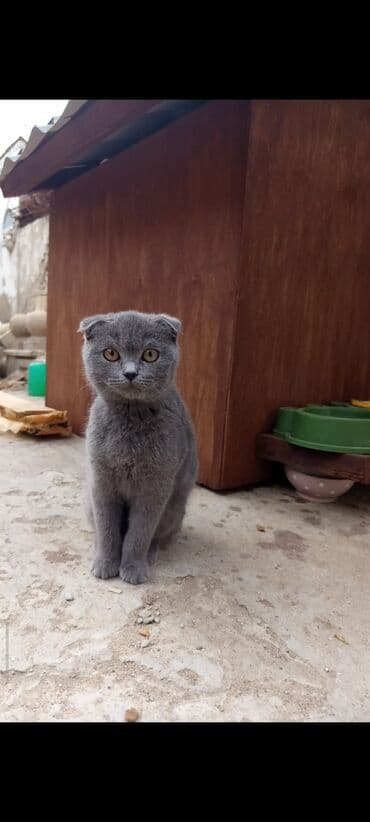 Şotland yastı qulaq