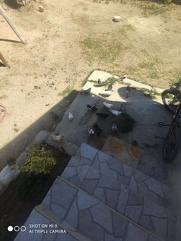 Salam kuslarin hamisi biryerde satilir 14 dene lalafo.az -da Salam kuslarin hamisi biryerde satilir 14 dene