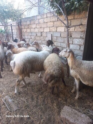 Fermada yetişdirilmiş, müxtəlif rənglərdə olan qoyunlar. Sağlam və