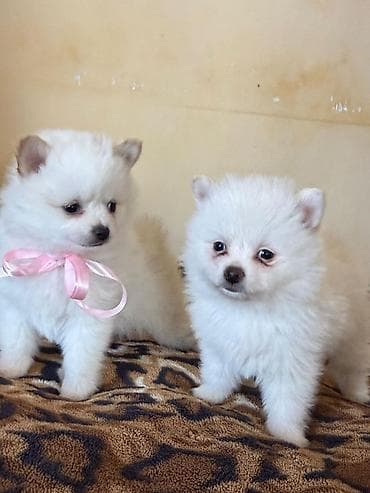 avcarka bala: Şpitz — 3