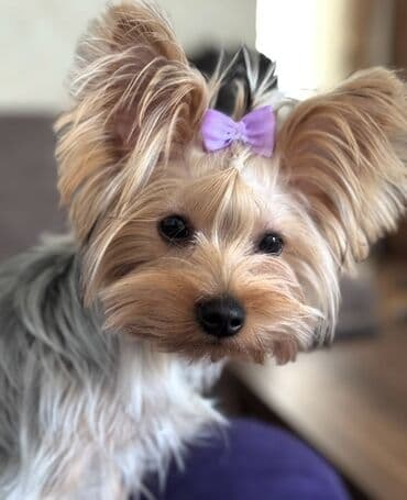 it yuvasi: Yorkşir teryer, 1 ay, Erkek, Sənədli — 7