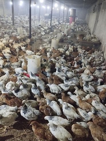 toyug cuce: Toyuq cücələri, Ətlik — 3