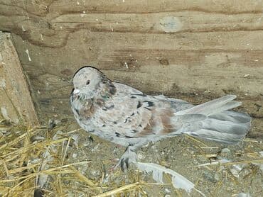 Bülbüllər: Müxtəlif rənglərdə iki göyərçin təklif olunur. Biri gənc, qəhvəyi, boz — 3