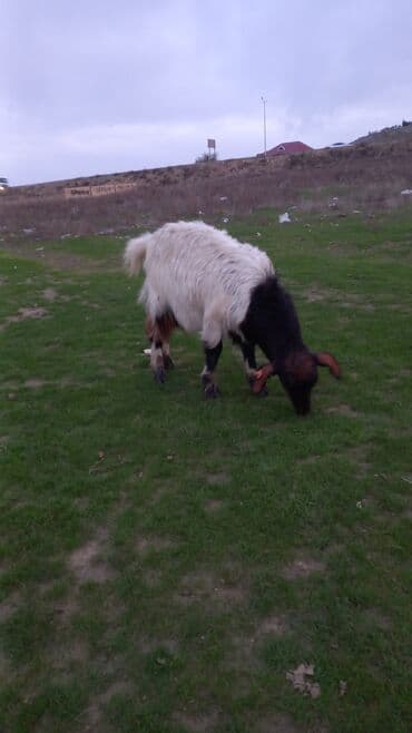 Qoyunlar, qoçlar: Dişi, il: 1, 27 kq, Ətlik — 1
