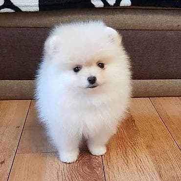 ev itlerinin satisi: Şpitz, Peyvəndli — 1