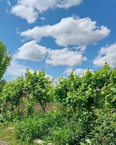 i̇smayıllı kirayə ev: 105 kv. m, 5 otaqlı, Qaz — 3