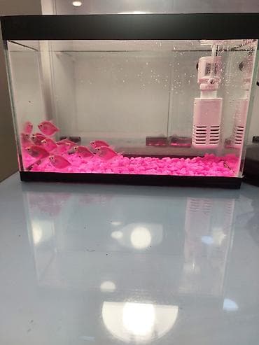 akvaryum qiymetleri: Qiymətə daxildi1 ədəd Qkvaryum, 1 ədəd Mator,Rəngli dib daşı,6 balıq — 1