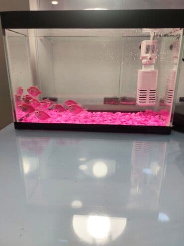 компрессор для аквариума бишкек: Ölçü 30×20×15

Ev və ofis üçün estetik, baxımı asan mini akvaryum — 6