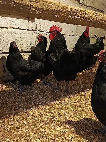 Птицы: Курица, Australop, Для разведения — 3