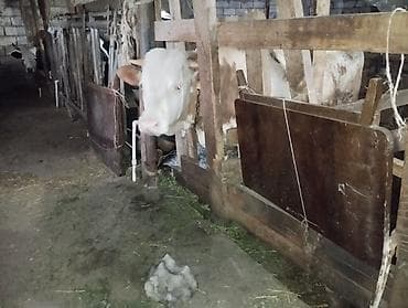 Рогатый скот: (hər heyvanın öz qiyməti var real alıcılar üçün endirim — 6